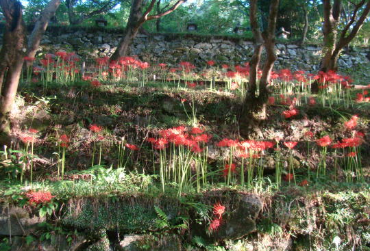 跡見群芳譜(野草譜 ヒガンバナ)